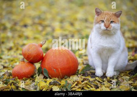 Un gatto dai capelli rossi è seduto sull'erba autunnale accanto alle zucche di Halloween. L'autunno è arrivato Foto Stock