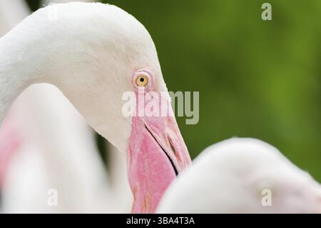 Fenicottero rosa-close up, ha una bella colorazione delle piume. Fenicottero maggiore, Phoenicopterus roseus Foto Stock