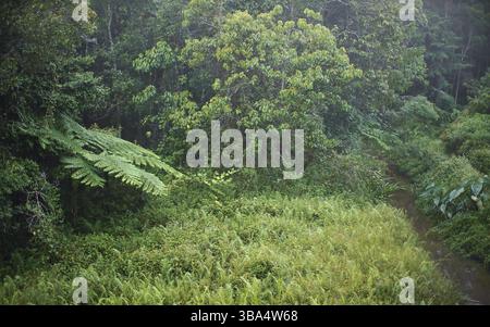 La giungla della foresta pluviale africana al mattino, lascia bagnata dalla rugiada, piccolo flusso fluviale circondato da erba, regione vicino ad Andasibe, Madagascar, Andasibe, Madag Foto Stock