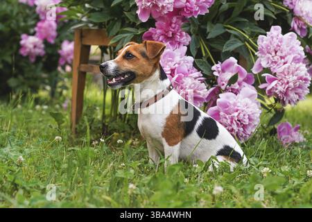 Piccolo Jack Russell terrier seduto sull'erba con bei fiori rosa dietro di lei, Liptovsky Hradok, Slovacchia, Europa Foto Stock