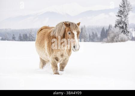 Cavallo haflinger di colore marrone chiaro che guscia attraverso campi innevati, alberi e montagne sullo sfondo, Vychodna, Slovacchia, Europa Foto Stock