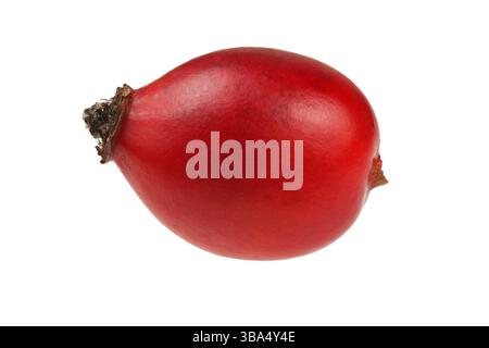 Single rosehip (Rosa canina Fruit) isolato su sfondo bianco, Liptovsky Hradok, Slovacchia, Europa Foto Stock