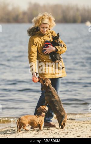 Oggetto molti animali domestici, cane amante sulla passeggiata. Adulto, vecchi donna caucasica con tre cani razza bassotto e mani toy terrier. proprietario gioca con sfera d Foto Stock