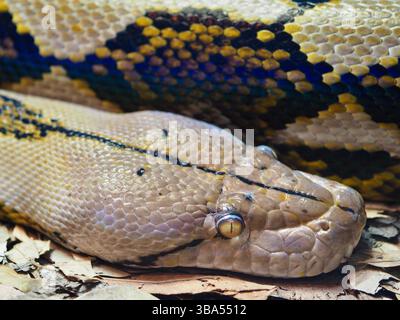 Un ritratto ravvicinato di un incredibile e impressionante Python reticolato con uno sguardo ipnotico. Foto Stock