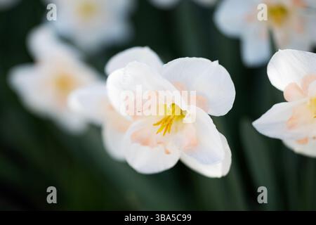 Una macro foto di doppio narcisi rosa e bianco (Narciso) che crescono in un giardino. Foto Stock