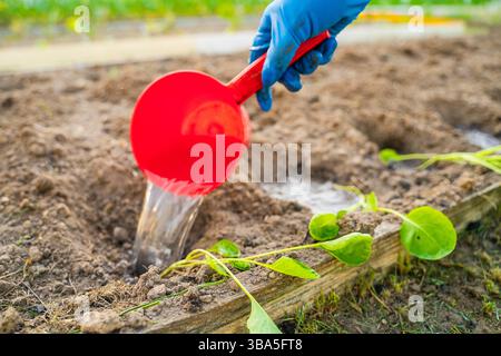Innaffiare le piantine di cavolo preparate per la piantagione in giardino. Il processo di piantagione di piante in giardino. Foto Stock