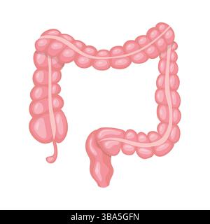 Intestino crasso che mostra ceco, colon e retto Illustrazione Vettoriale