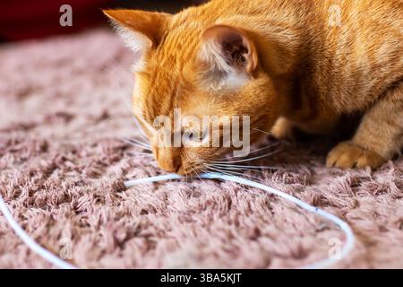 C'è un gatto arancione che gioca con gioia con una corda bianca che giace su un morbido tappeto rosa, creando una scena deliziosa da osservare Foto Stock
