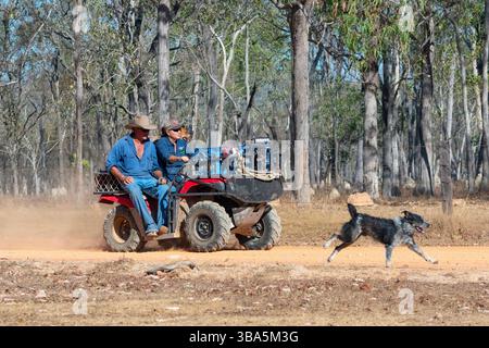 Agricoltori in quadbike e un cane da bestiame presso Artemis Station, Cape York Peninsula, far North Queensland, FNQ, Australia Foto Stock