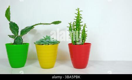 Tre diversi tipi di cactus decorativi disposti in vasi colorati Foto Stock