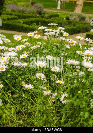 Margherite bianche che fioriscono in un lussureggiante giardino con vegetazione vibrante e luce soffusa del sole. Foto di alta qualità Foto Stock