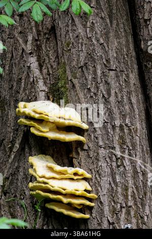 Funghi gialli Laetiporus sulfureus, pollo dei legni livelli di scaffale o staffa funghi sul tronco dell'albero bordi esterni gialli arancioni tomaia bianca cremosa Foto Stock