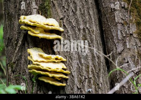 Funghi gialli Laetiporus sulfureus, pollo dei legni livelli di scaffale o staffa funghi sul tronco dell'albero bordi esterni gialli arancioni tomaia bianca cremosa Foto Stock