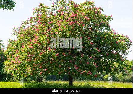Castagno di cavallo rosso (Aesculus x carnea) in piena fioritura vicino a Rushlake Green, nell'East Sussex, in una luminosa mattina primaverile. Foto Stock