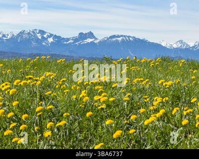 Escursionista goditi il tempo sul monte Auerberg a Stötten a. A. Bavaria, Allgäu, Germania, 19 aprile 2025. Fotografo: Peter Schatz Foto Stock