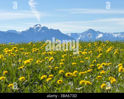 Escursionista goditi il tempo sul monte Auerberg a Stötten a. A. Bavaria, Allgäu, Germania, 19 aprile 2025. Fotografo: Peter Schatz Foto Stock
