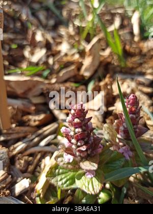 Bugle piramidale, bugleweed piramidale, Búgula piramidale, Pyramidengünsel, bugola piramidale, Bugle pyramidale - Ajuga pyramidalis - Lamiaceae Foto Stock