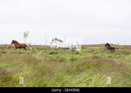 L'energica galoppo della famiglia islandese dei cavalli attraverso le pianure Foto Stock