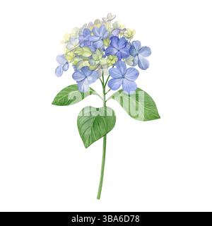 Acquerello di ortensie blu con foglie. Fiore dipinto a mano su sfondo bianco. Ottimo per cartoline, inviti, biglietti d'auguri. Foto Stock