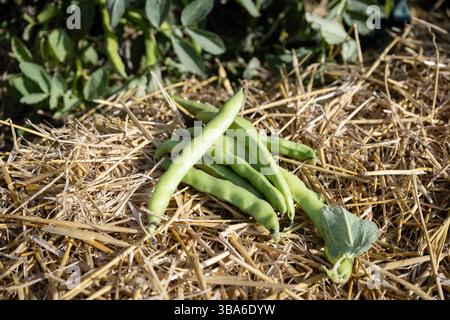 Raccolta di verdure da un orto di permacultura: baccelli di pisello, piselli su paglia Foto Stock