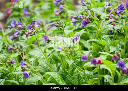 Lungwort erbacea rizomatosa pianta perenne sempreverde. Pulmonaria officinalis in fiore in primavera. Foto Stock