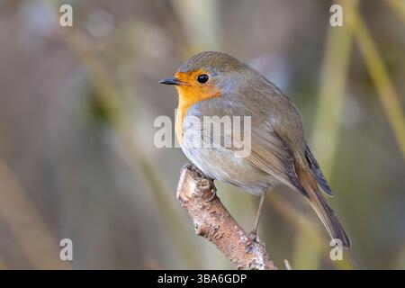 Vista ravvicinata dettagliata di un uccello selvaggio del Regno Unito (erithacus rubecula) appollaiato sulla punta di un piccolo ramo con sfondo sfocato naturale. Foto Stock