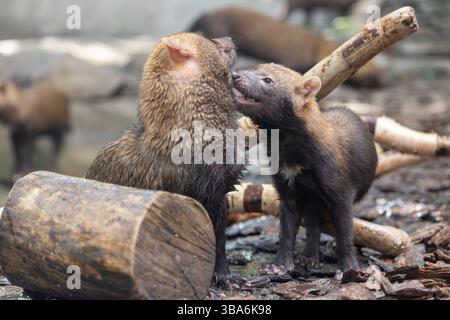 Cane Bush (Speothos venaticus) in natura. I Bush dog si trovano da Panama in America centrale, attraverso gran parte del Sud America. Foto Stock
