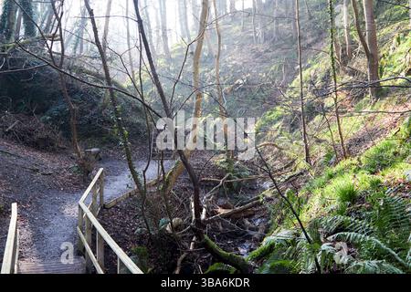 sentiero e passerella attraverso lisnabreeny e cregagh glen nelle colline castlereagh belfast, irlanda del nord Foto Stock