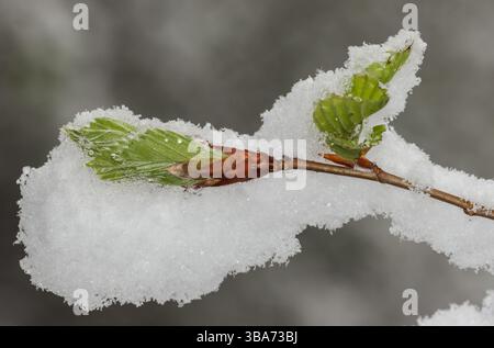 In primavera, i faggi si snodano sotto la neve Foto Stock