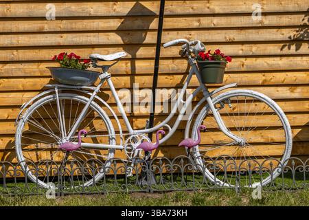 Una bicicletta dipinta di bianco su uno sfondo di tavole marroni in un giardino con vasi di fiori appesi Foto Stock