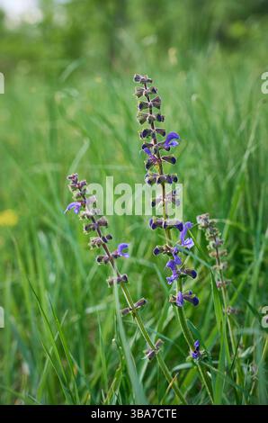 Prato in fiore (Salvia pratensis). Foto Stock