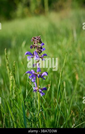 Prato in fiore (Salvia pratensis). Foto Stock