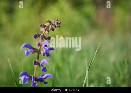 Prato in fiore (Salvia pratensis). Foto Stock