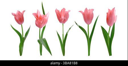 Fiori di tulipani realistici e isolati di rosa. Set di tulipani freschi di primavera. Illustrazione vettoriale per biglietti d'auguri dell'8 marzo o festa della mamma, inviti, poster Illustrazione Vettoriale