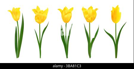 Fiori di tulipani realistici isolati gialli. Set di tulipani isolati freschi brillanti per la primavera. Perfetto per bouquet, composizioni floreali e design per le vacanze Illustrazione Vettoriale