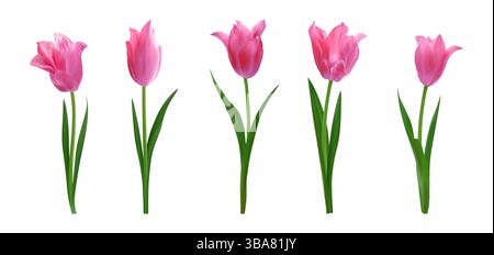 Set di tulipani realistici isolati rosa. Fiori di tulipani freschi e luminosi in primavera. Illustrazione vettoriale per biglietti d'auguri 8 marzo, festa della mamma, inviti Illustrazione Vettoriale