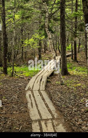 Il sentiero del lungomare si snoda attraverso la foresta di Acadia all'inizio dell'estate Foto Stock