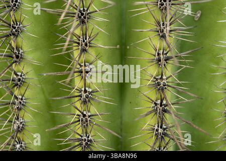 Cactus Spines Project dalla superficie verde brillante di Un primo piano di Saguaro Cactus Foto Stock