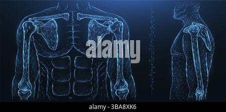 Illustrazione vettoriale poligonale di un modello umano, giunto di spalla e giunto a gomito. Sistema muscoloscheletrico umano Foto Stock