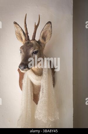 Testa di un cervo con uno scialle bianco sul muro Foto Stock