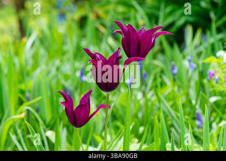 Tre di tulipani viola Foto Stock