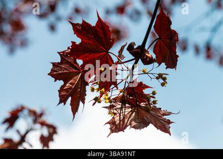 Le foglie di un acero norvegese "Goldsworth Purple" (Acer platanoides "Goldsworth Purple") Foto Stock