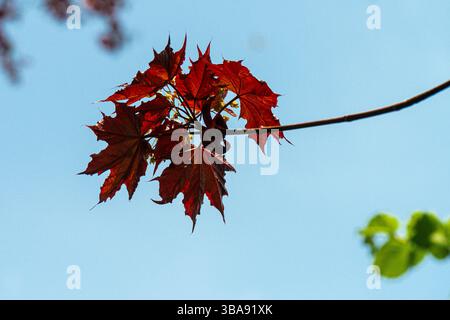 Le foglie di un acero norvegese "Goldsworth Purple" (Acer platanoides "Goldsworth Purple") Foto Stock