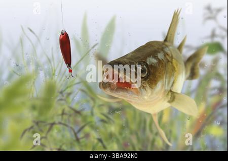 Zander Foto Stock