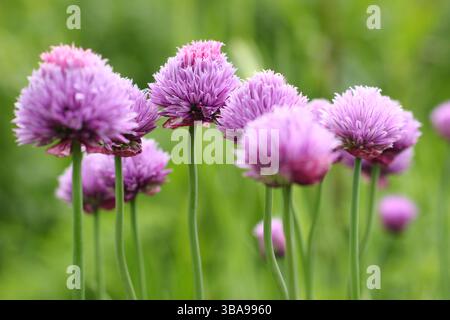 Allium schoenoprasum. Erba cipollina, un'erba culinaria, fiori in un giardino in tarda primavera. REGNO UNITO Foto Stock