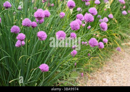 Allium schoenoprasum. Erba cipollina, un'erba culinaria, fiori in un giardino in tarda primavera. REGNO UNITO Foto Stock