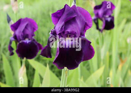 Iris Sable, una perenne fragrante che mostra i caratteristici standard viola profondi e cade alla fine della primavera. REGNO UNITO Foto Stock