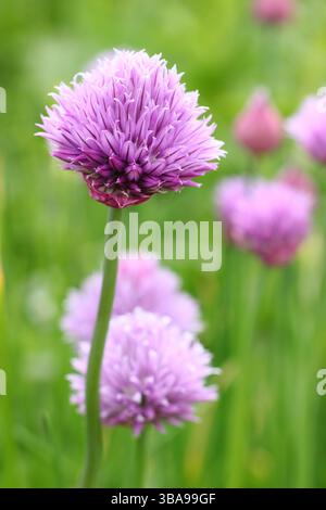 Allium schoenoprasum. Erba cipollina, un'erba culinaria, fiori in un giardino in tarda primavera. REGNO UNITO Foto Stock
