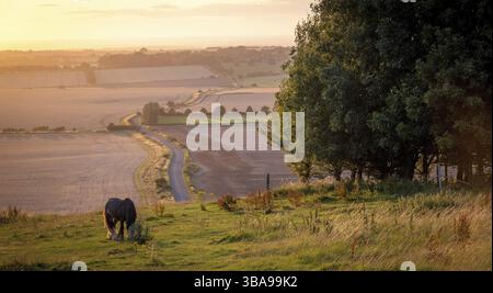 Pascolo dei cavalli in un paesaggio rurale sotto il caldo sole blu con colori di giallo e arancione di erba di pascolo alberi e vista distesa in avesbury eng Foto Stock