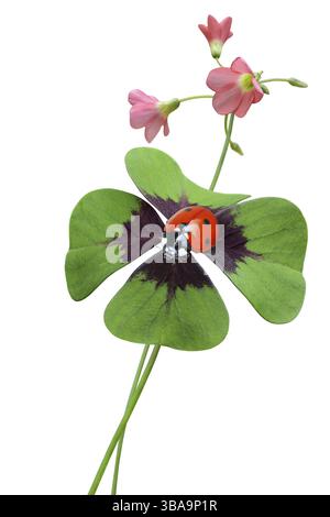 Trifoglio fortunato con ladybird Foto Stock